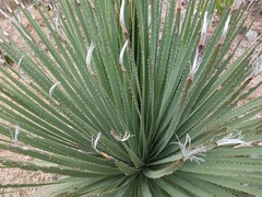 Dasylirion acrotrichum