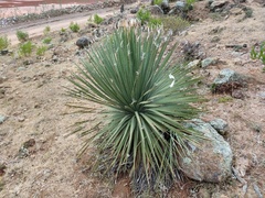 Dasylirion acrotrichum