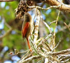 Cranioleuca subcristata