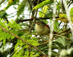 Cranioleuca subcristata