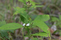 Yeatesia viridiflora