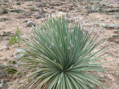 Dasylirion acrotrichum