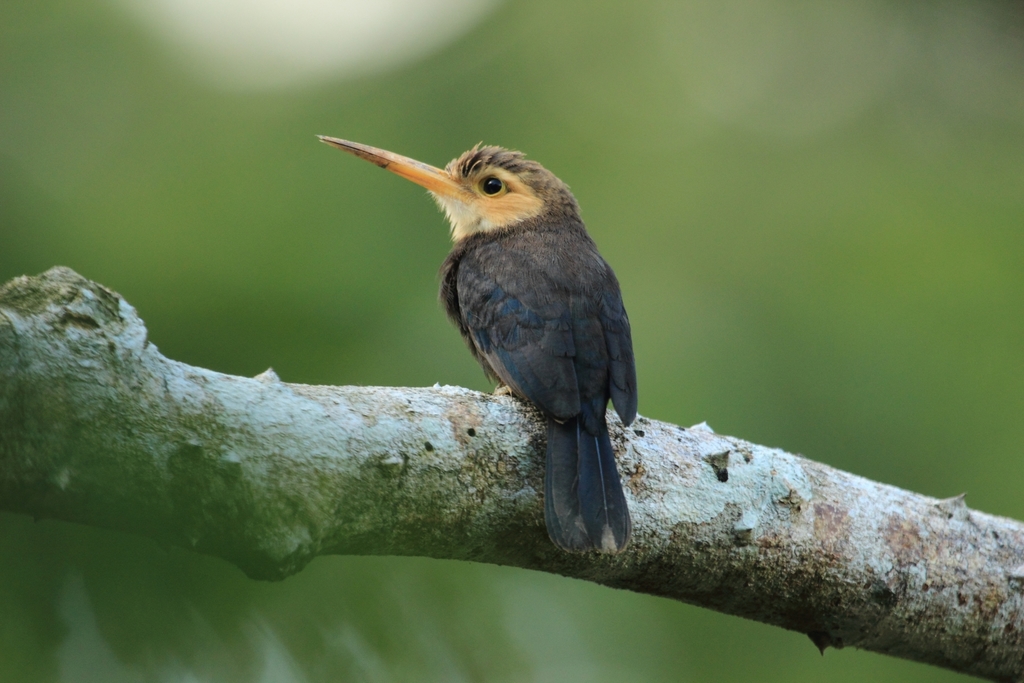 White-throated Jacamar