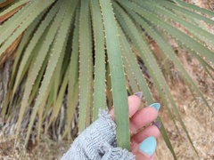 Dasylirion acrotrichum