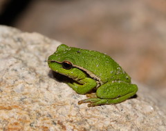 Ranoidea nudidigita