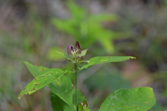 Yeatesia viridiflora