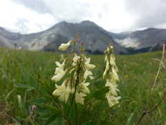 Hedysarum sulphurescens