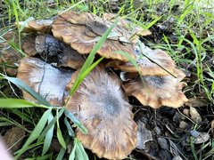 Armillaria mellea