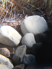 Sceloporus occidentalis