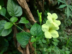 Asystasia gangetica gangetica