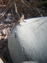 Sceloporus occidentalis
