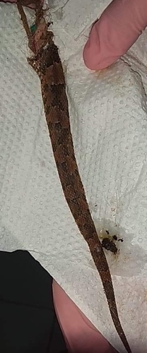 Yucatán Hognose Viper, Porthidium yucatanicum