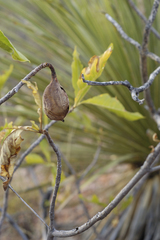 Randia obcordata