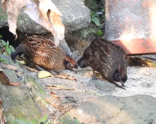 Black-fronted Wood Quail (Odontophorus atrifrons), photo 8