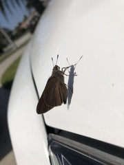 Asbolis capucinus