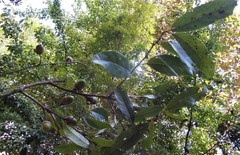 Quercus ocoteifolia