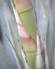 Hesperoyucca whipplei