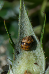 Hippodamia variegata
