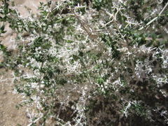 Galium stellatum eremicum
