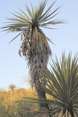 Yucca madrensis