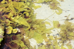 Glaphyrosiphon lindauri