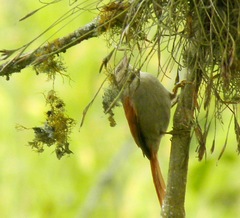 Cranioleuca subcristata
