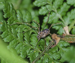 Platybunus pinetorum