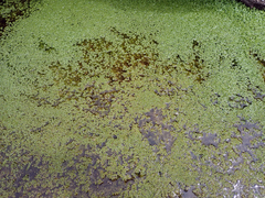 Callitriche chathamensis