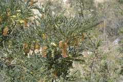 Alvaradoa amorphoides