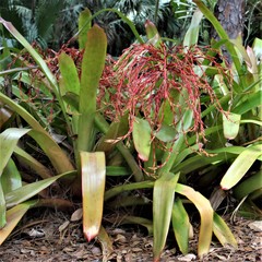 Aechmea blanchetiana