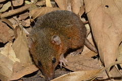 Monodelphis