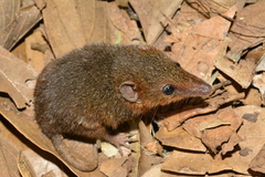 Monodelphis