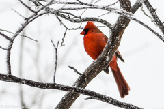 Cardinalis cardinalis