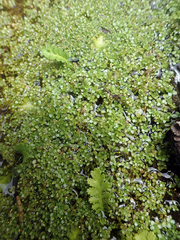 Callitriche chathamensis