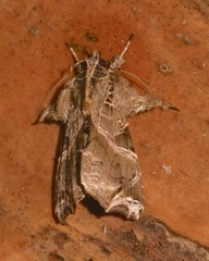 Callopistria floridensis