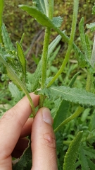 Senecio glomeratus × S minimus
