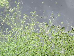 Callitriche chathamensis