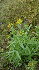 Senecio glomeratus × S minimus