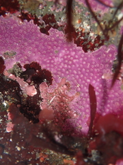 Stylantheca papillosa