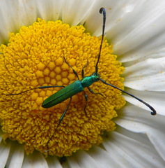 Hypocrites claviger claviger