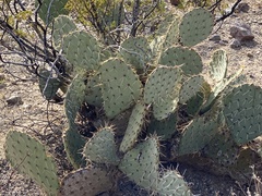 Opuntia arizonica