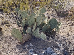 Opuntia arizonica