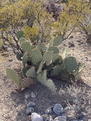Opuntia arizonica