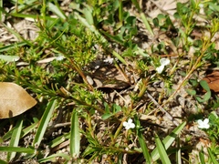 Polypremum procumbens image