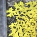 Candleflame Lichen - Photo (c) John Boback, some rights reserved (CC BY-NC), uploaded by John Boback
