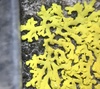 Candleflame Lichen - Photo (c) John Boback, some rights reserved (CC BY-NC), uploaded by John Boback