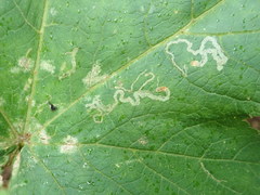 Phytomyza spondylii group