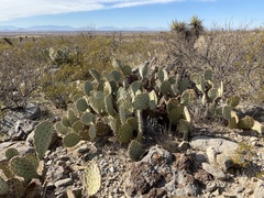 Opuntia arizonica