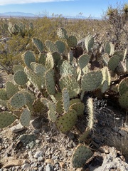 Opuntia arizonica