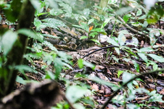 Nyctidromus albicollis